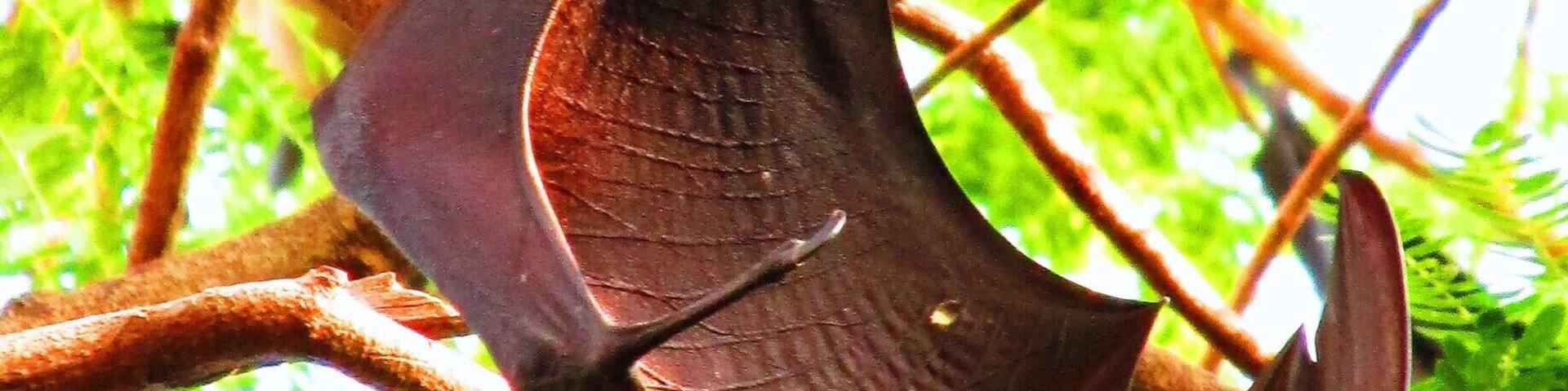 Fruit bats, sometimes referred to as Flying Foxes, are the main attraction at the tiny but serene temple Wat Pho Bang Khla in central Thailand. They rely on their vision instead of echolocation to navigate, and their wingspan can reach lengths of over a meter long.
The surrounding trees are filled with hundreds of these bats, who all take flight at dusk, circling the temple in a scene eerily reminiscent of "The Birds." They sometimes fly for miles in search of food, and a friend who lives nearby told me that mangoes are a particular favorite (they regularly raid his tree.)
#thailand #landofsmiles #templetour #captivatingcreatures