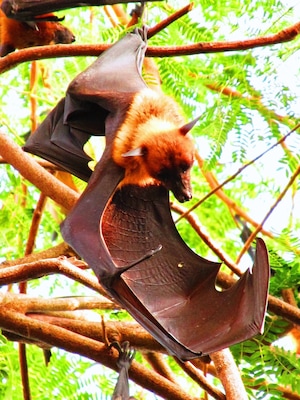Fruit bats, sometimes referred to as Flying Foxes, are the main attraction at the tiny but serene temple Wat Pho Bang Khla in central Thailand. They rely on their vision instead of echolocation to navigate, and their wingspan can reach lengths of over a meter long.
The surrounding trees are filled with hundreds of these bats, who all take flight at dusk, circling the temple in a scene eerily reminiscent of "The Birds." They sometimes fly for miles in search of food, and a friend who lives nearby told me that mangoes are a particular favorite (they regularly raid his tree.)
#thailand #landofsmiles #templetour #captivatingcreatures