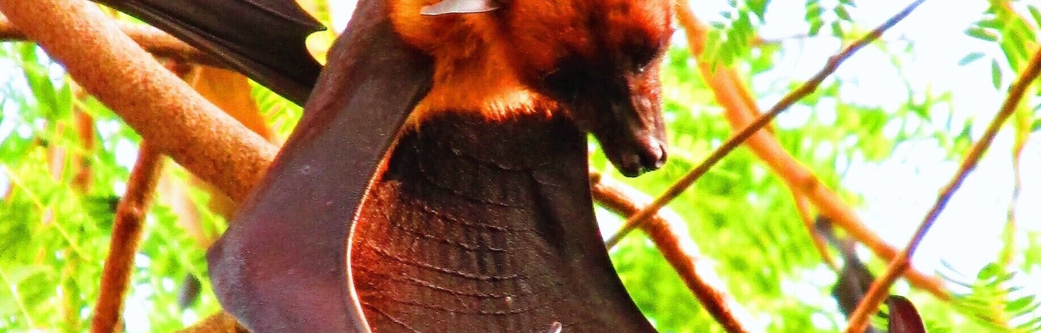 Fruit bats, sometimes referred to as Flying Foxes, are the main attraction at the tiny but serene temple Wat Pho Bang Khla in central Thailand. They rely on their vision instead of echolocation to navigate, and their wingspan can reach lengths of over a meter long.
The surrounding trees are filled with hundreds of these bats, who all take flight at dusk, circling the temple in a scene eerily reminiscent of "The Birds." They sometimes fly for miles in search of food, and a friend who lives nearby told me that mangoes are a particular favorite (they regularly raid his tree.)
#thailand #landofsmiles #templetour #captivatingcreatures