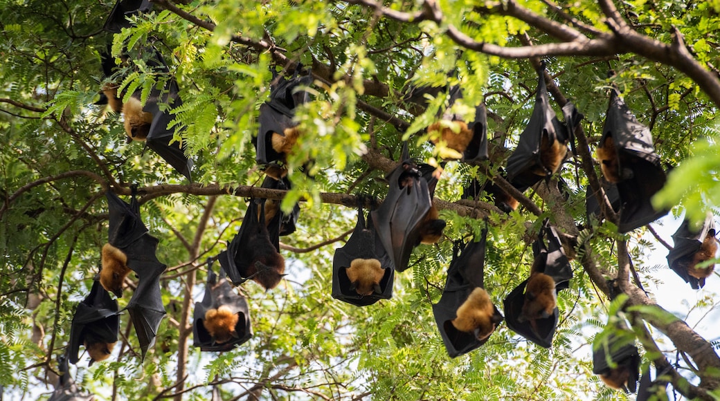 THAILAND CHACHOENGSAO WAT PHO BANG KHLA BAT