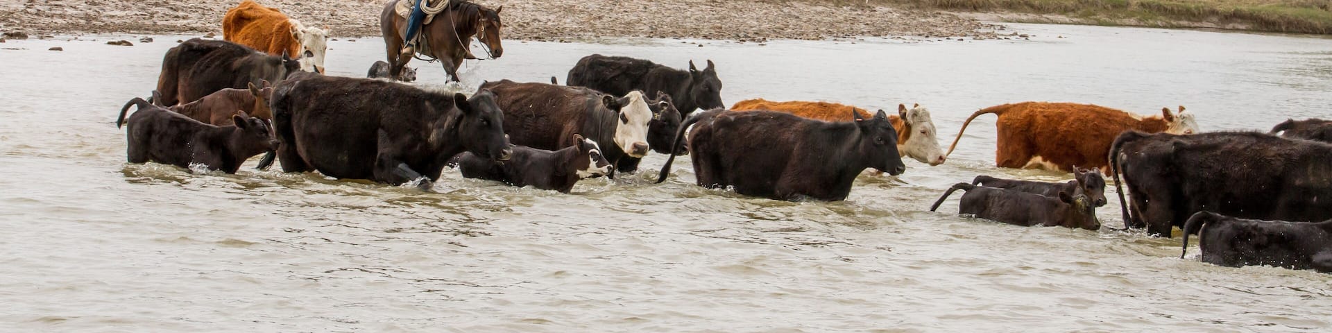 A cowboy moves cattle across the Cheyenne River.