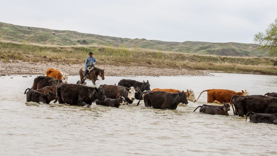 A cowboy riding a horse through a shallow river with a herd of cattle.