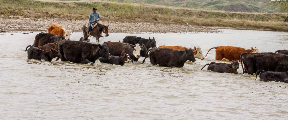 A cowboy riding a horse through a shallow river with a herd of cattle.