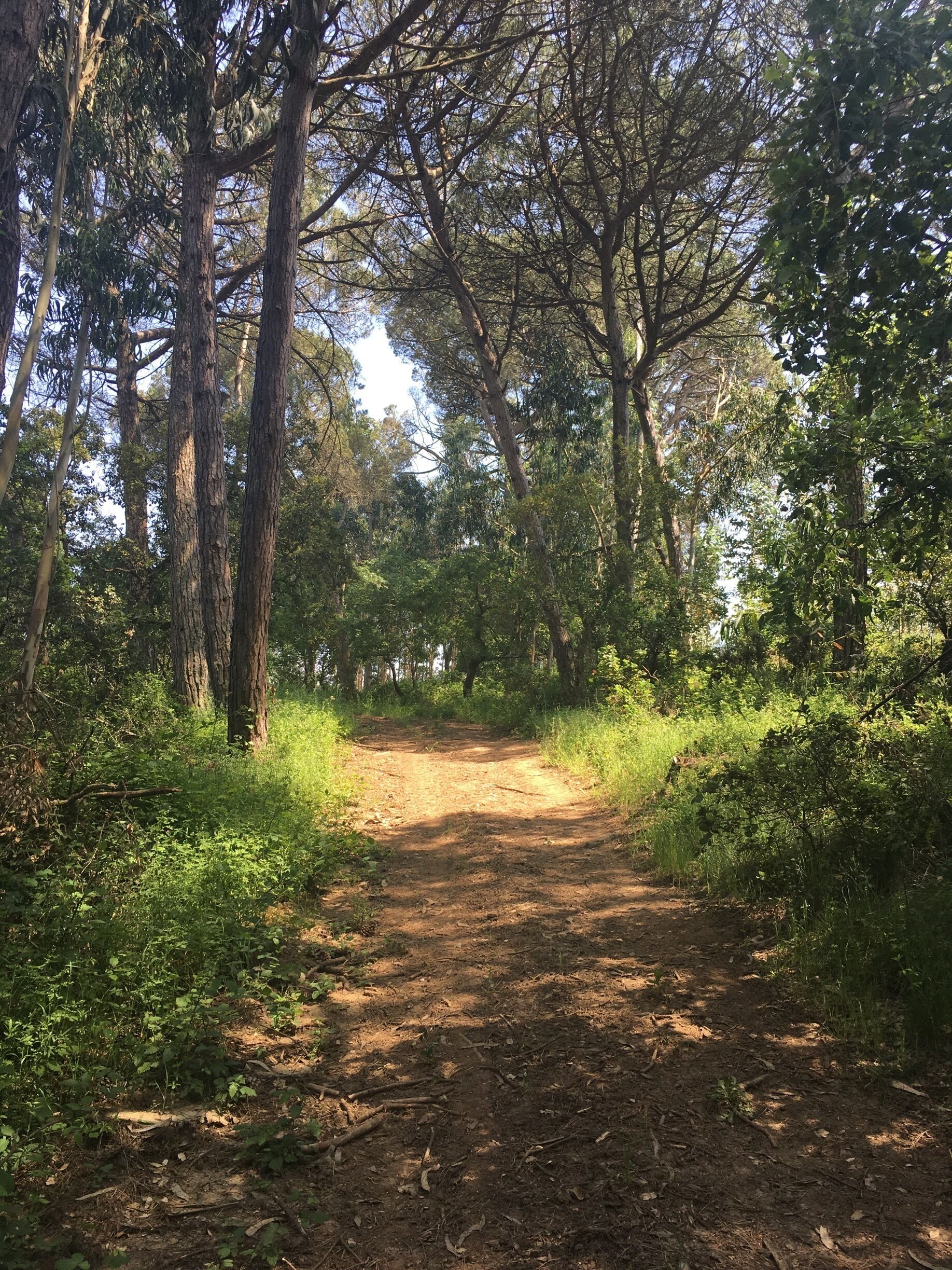 A dirt path through a forest with tall trees and dense underbrush.