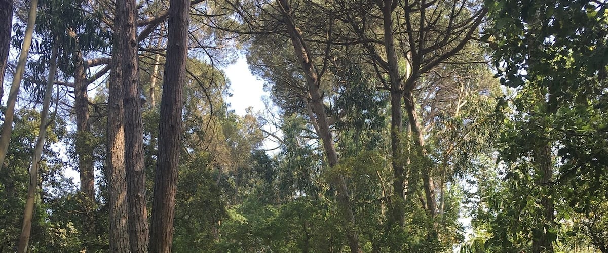 A dirt path through a forest with tall trees and dense underbrush.