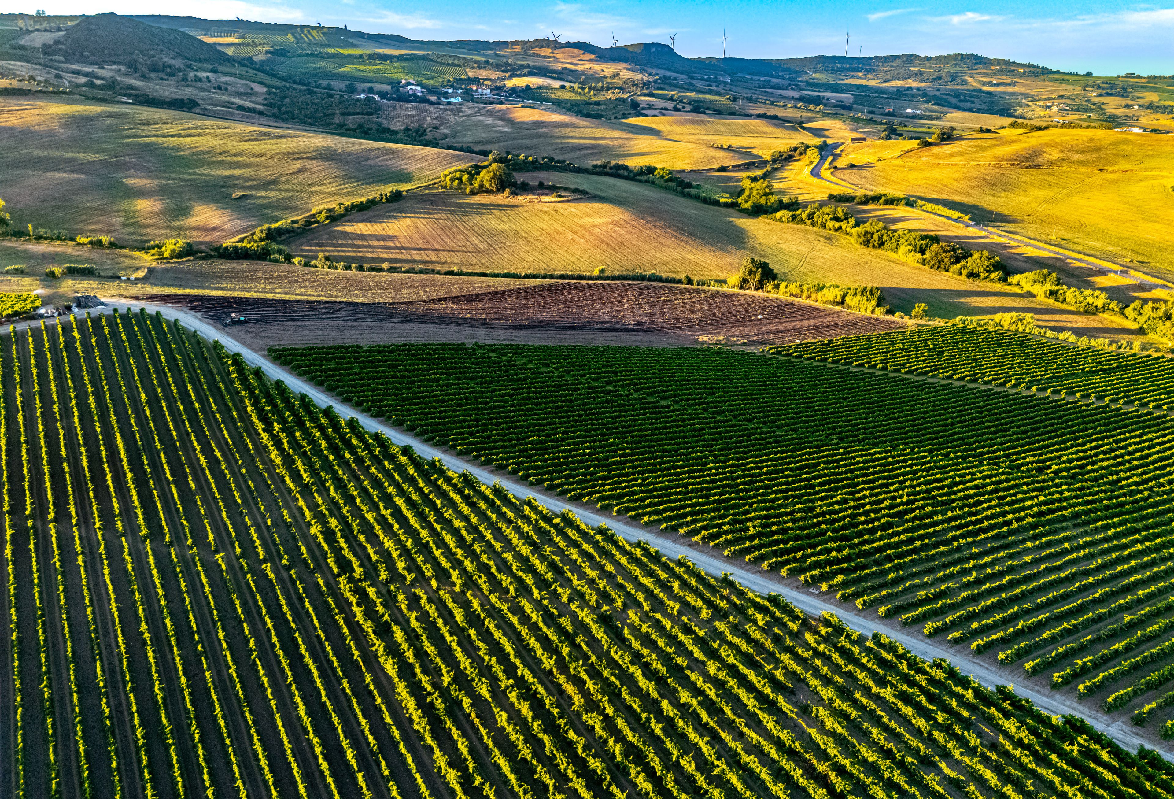 Vineyards in Arruda dos Vinhos in Lisbon District, Portugal