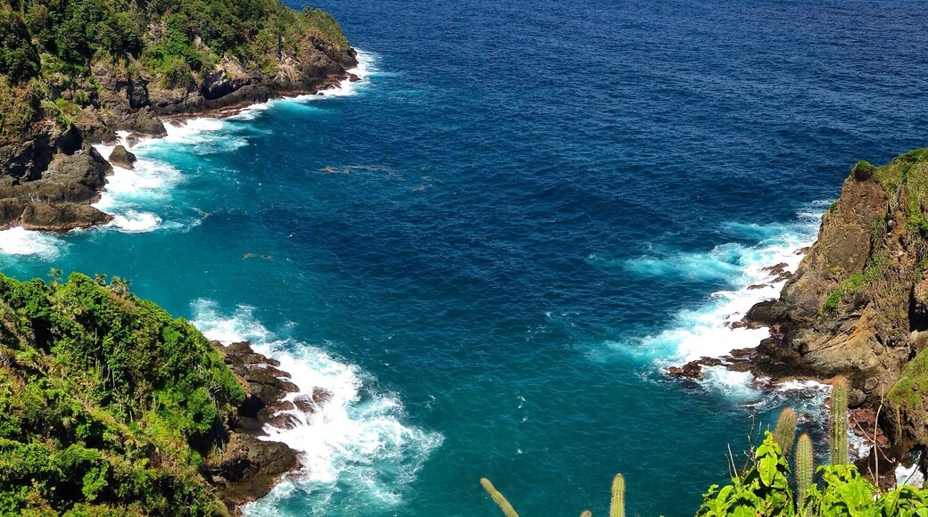 Looking east from the upper view point on #LittleTobago Island. This amazing place is home to an impressive number of nesting seabirds. Species which can be found here include: Red-billed Tropicbird, Red-footed Booby, Brown Booby and several thousand Magnificent Frigatebirds which nest out on the smaller islands in the distance. A must visit for any birder or nature enthusiast who travel to Tobago.
To get here: You can easily hire a boat from Speyside of at the Blue Waters Inn to take you out to Little Tobago Island. The majority of people make this a snorkelling trip but I highly recommend you go to see the birds. Many of the boat tour operators know their birds and natural history quite well.