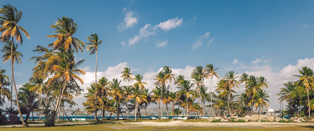 A beach with palm trees and a clear blue sky.