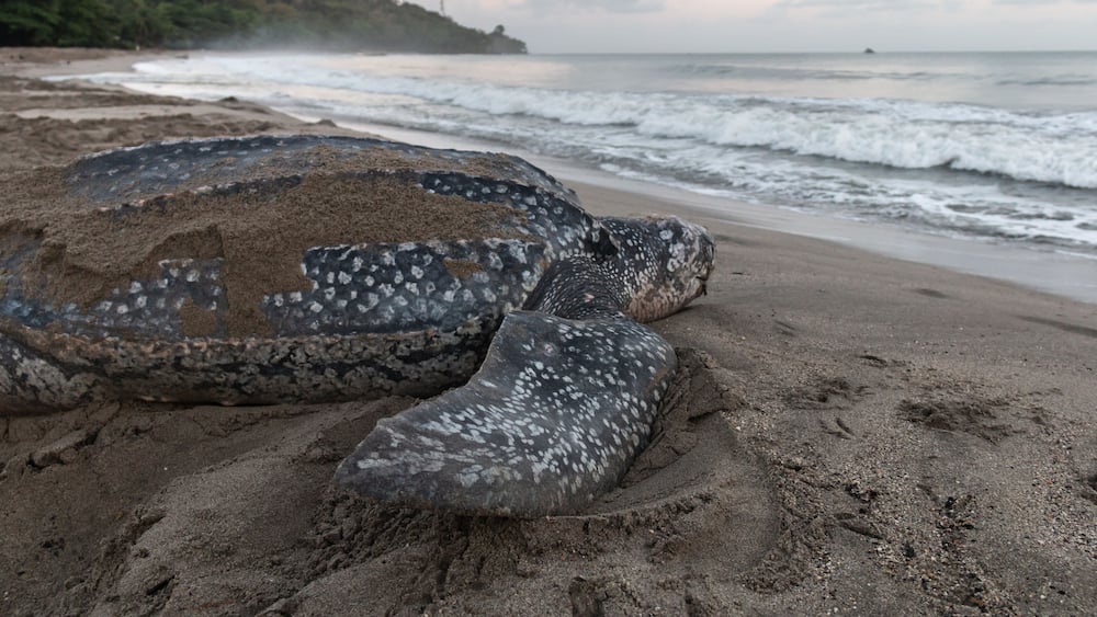 Close-up of a leatherback turtle laying her eggs during Trinidad and Tobago's nesting season. Shot in Grande Riviere at dawn. Sea turtle crawls back to the sea during a gorgeous sunrise.