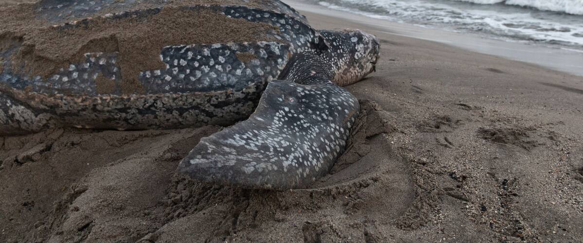 Close-up of a leatherback turtle laying her eggs during Trinidad and Tobago's nesting season. Shot in Grande Riviere at dawn. Sea turtle crawls back to the sea during a gorgeous sunrise.