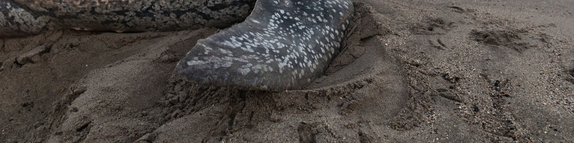 Close-up of a leatherback turtle laying her eggs during Trinidad and Tobago's nesting season. Shot in Grande Riviere at dawn. Sea turtle crawls back to the sea during a gorgeous sunrise.