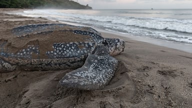 Close-up of a leatherback turtle laying her eggs during Trinidad and Tobago's nesting season. Shot in Grande Riviere at dawn. Sea turtle crawls back to the sea during a gorgeous sunrise.