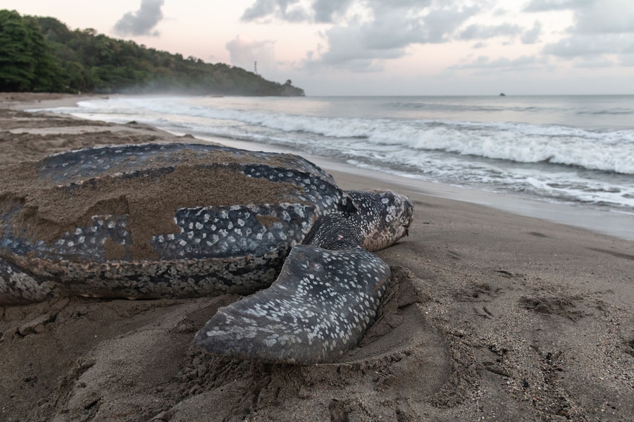 Close-up of a leatherback turtle laying her eggs during Trinidad and Tobago's nesting season. Shot in Grande Riviere at dawn. Sea turtle crawls back to the sea during a gorgeous sunrise.