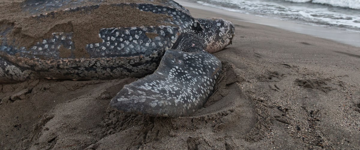 A large sea turtle on a sandy beach with waves in the background.