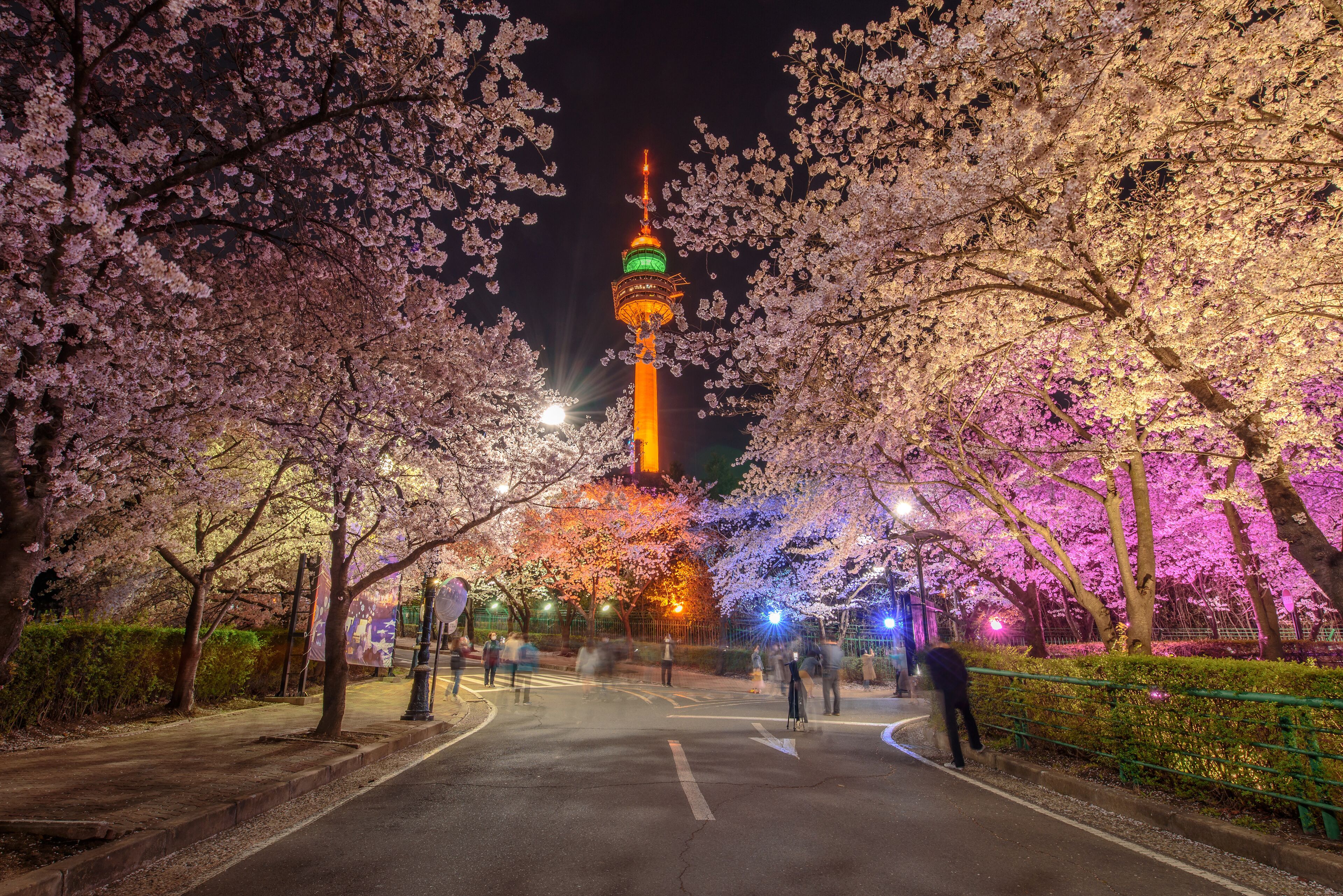 A nighttime view of a city street lined with cherry blossoms, leading to a brightly lit tower.
