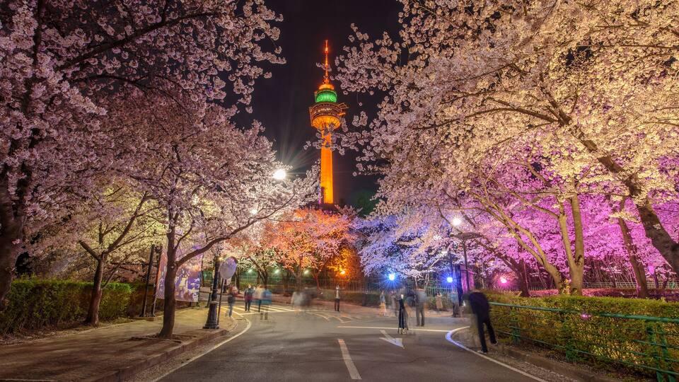 A nighttime view of a city street lined with cherry blossoms, leading to a brightly lit tower.