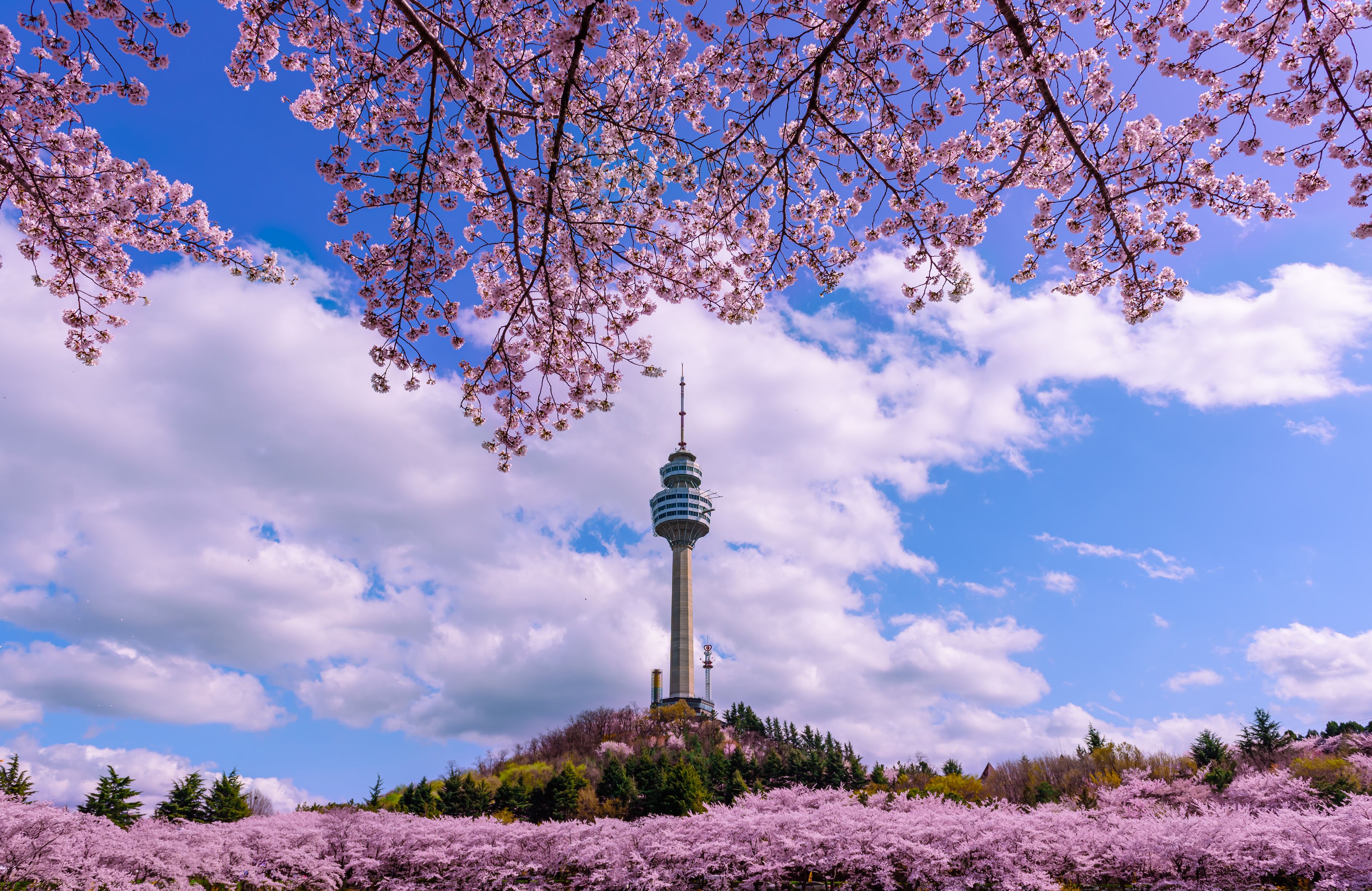 Daegu, South Korea  See the Cherry Blossom Night at E-World 83 Tower.
