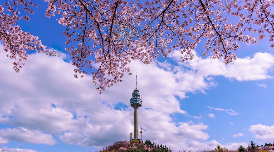 Daegu, South Korea See the Cherry Blossom Night at E-World 83 Tower.