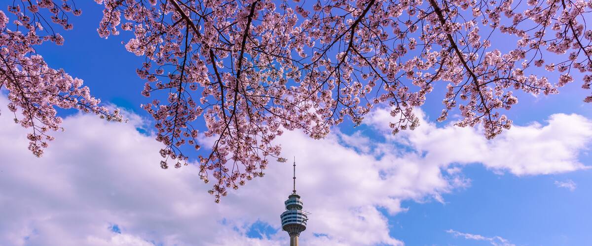 Cerezos en flor, una torre y un cielo despejado.