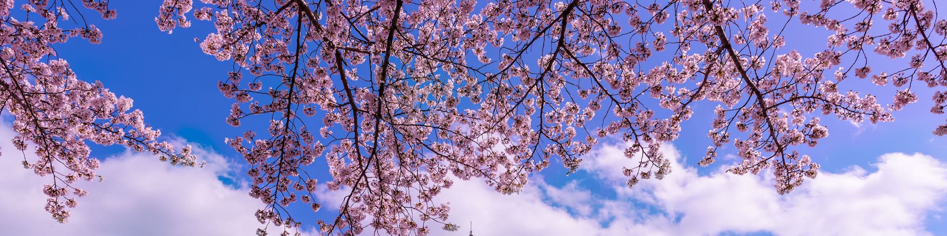 Cherry blossoms, a tower, and a clear sky.
