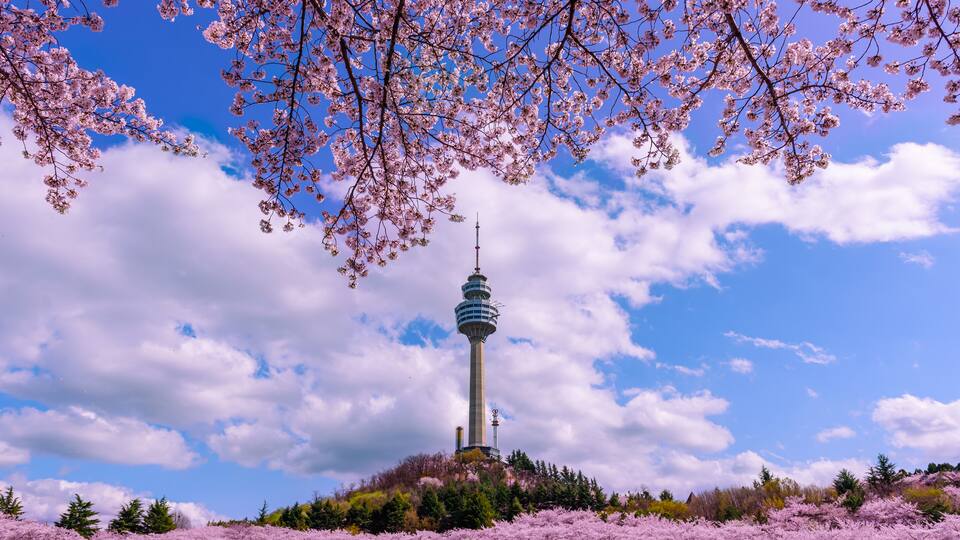 Cherry blossoms, a tower, and a clear sky.