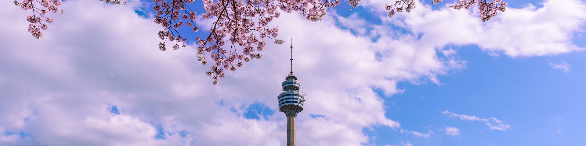 Cerezos en flor, una torre y un cielo despejado.