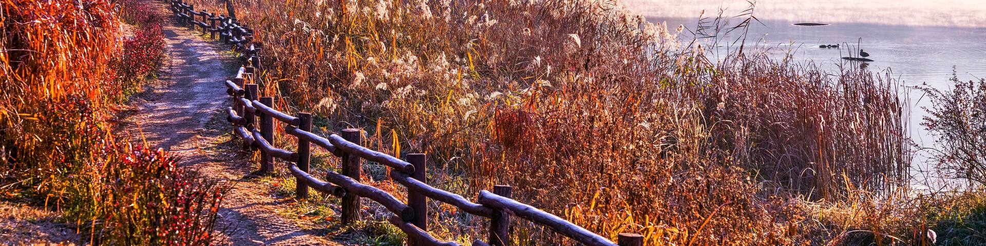 Morning view of trail and handrail with maple silver grass against fog on pond at Incheon Grand Park near Incheon, South Korea