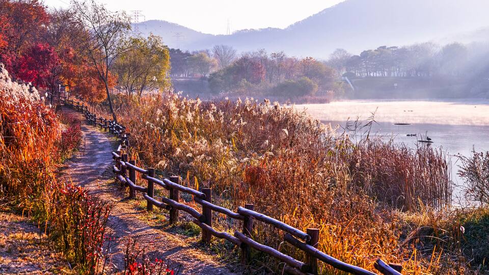Morning view of trail and handrail with maple silver grass against fog on pond at Incheon Grand Park near Incheon, South Korea
