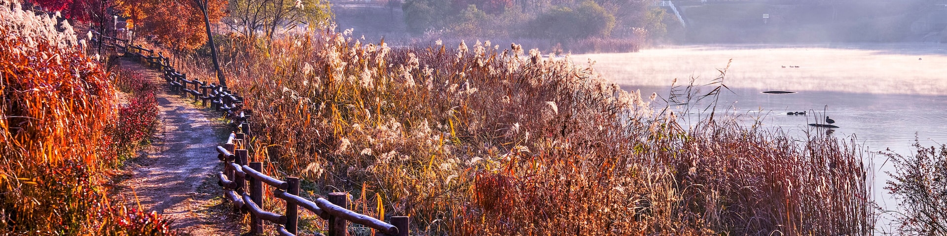 Morning view of trail and handrail with maple silver grass against fog on pond at Incheon Grand Park near Incheon, South Korea