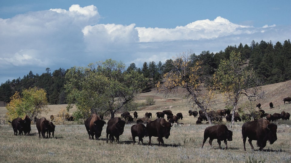 A herd of bison grazing in a grassy field with trees and hills in the background.