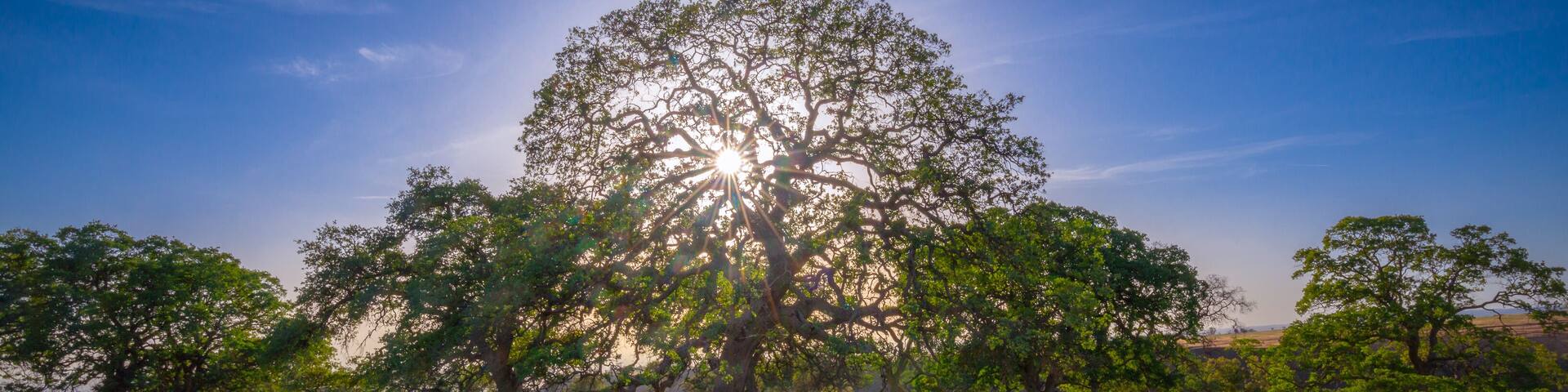 A large tree with sunlight filtering through its leaves in a grassy field.