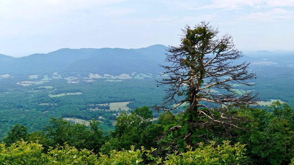 A mountainous landscape with dense forests and a prominent leafless tree in the foreground.