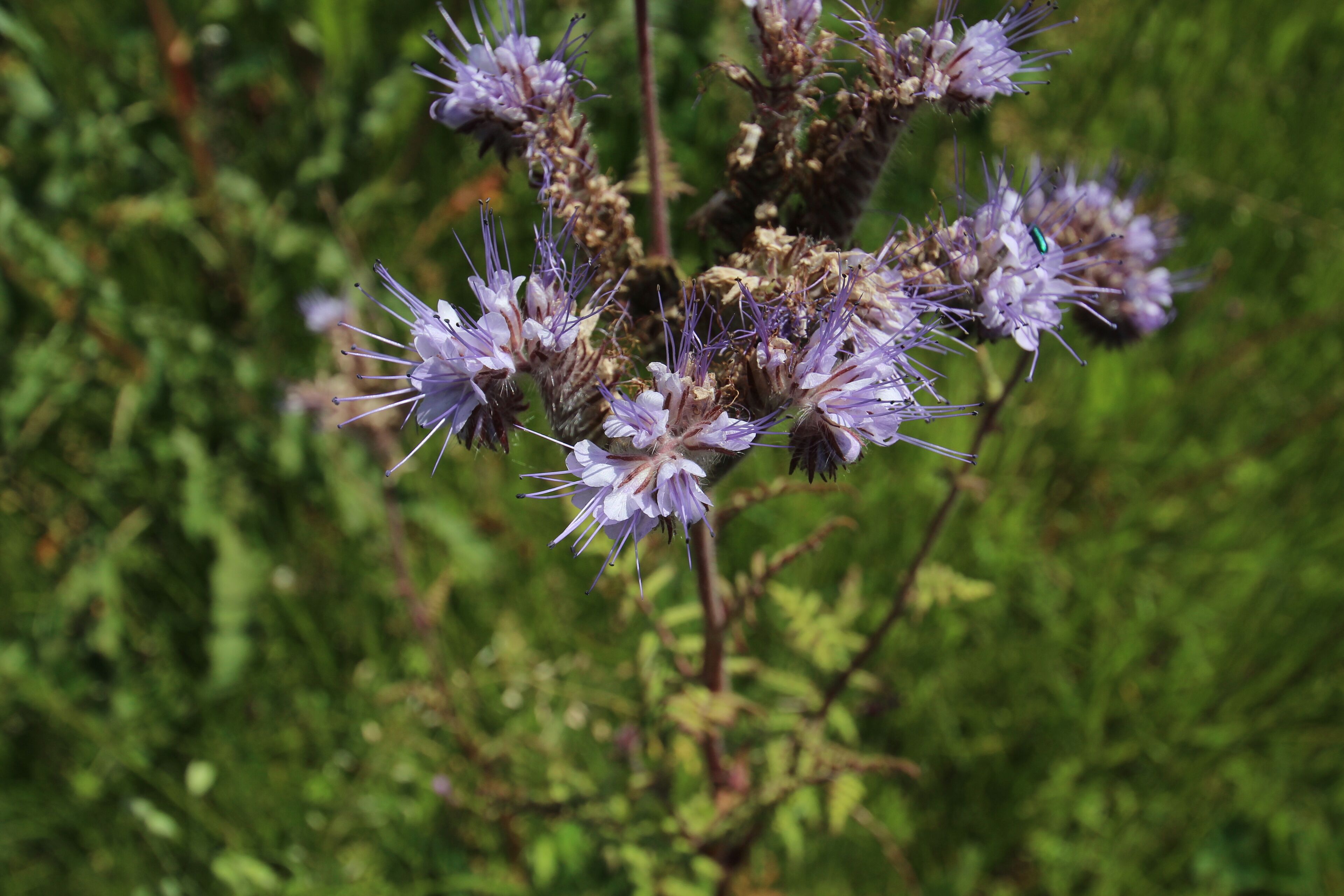 Bus lane Express 91-06 in Saint-Aubin, Essonne, France.