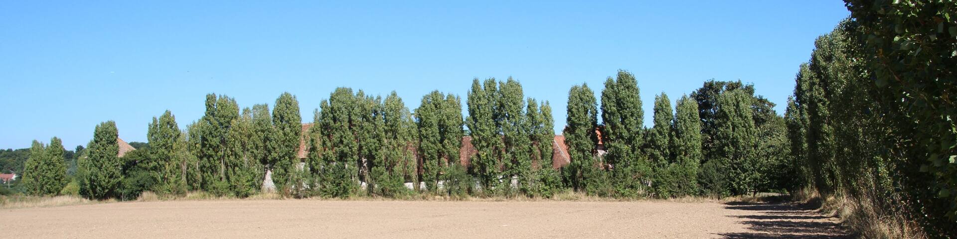 A wide, open field with a row of tall trees in the background.