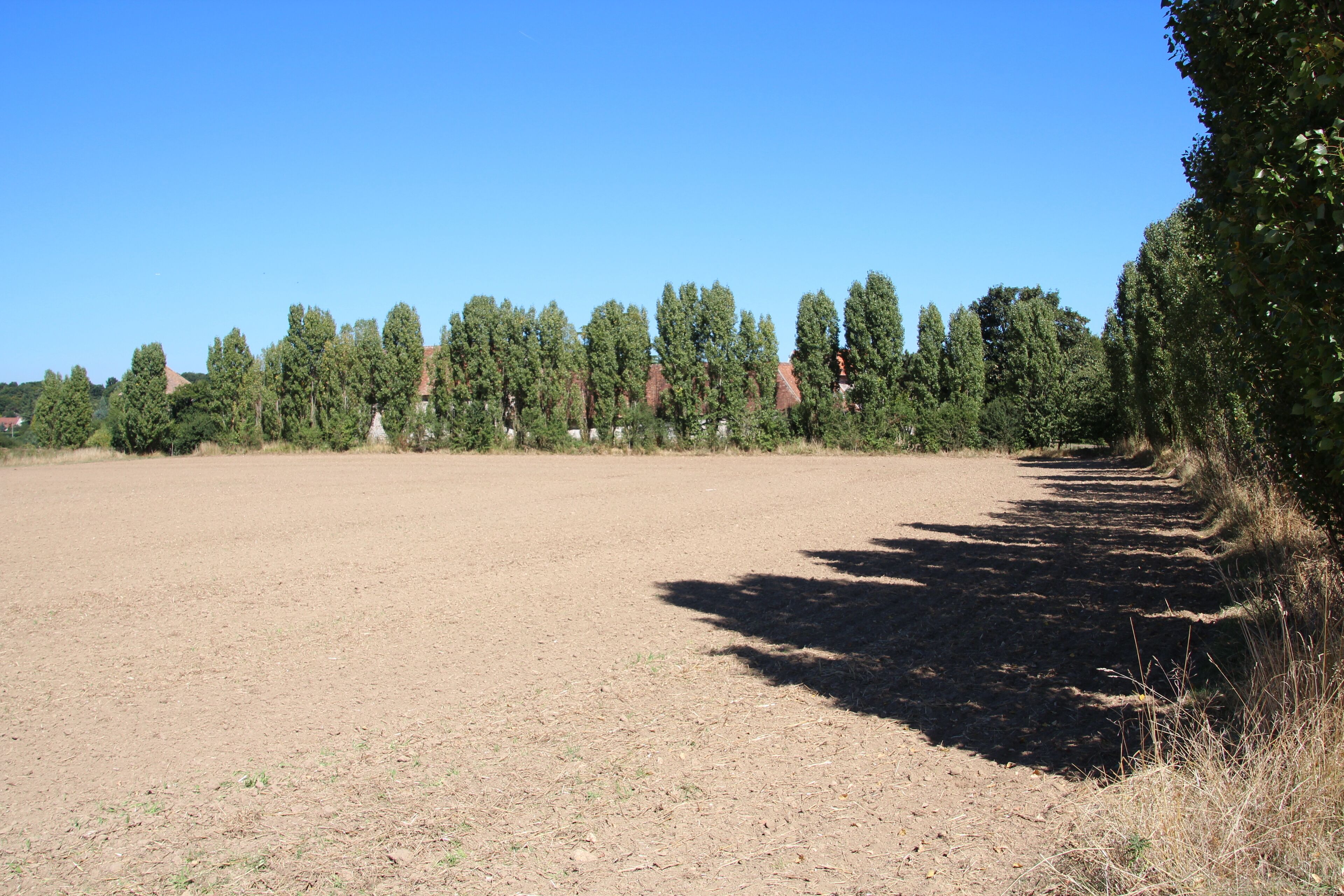A wide, open field with a row of tall trees in the background.