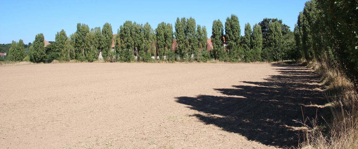 A wide, open field with a row of tall trees in the background.