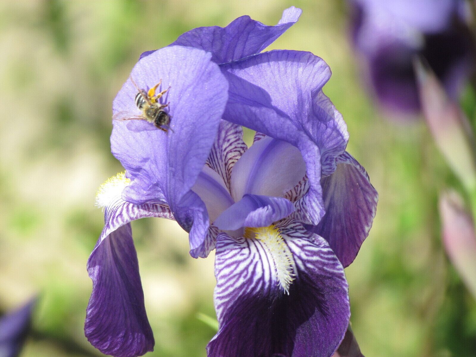 On the way to Hum (the smallest town in the world) the GPS led us astray and we ended up near Kotli.  It's a beautiful area and i thought the irises on the side of the road were worth a photo.