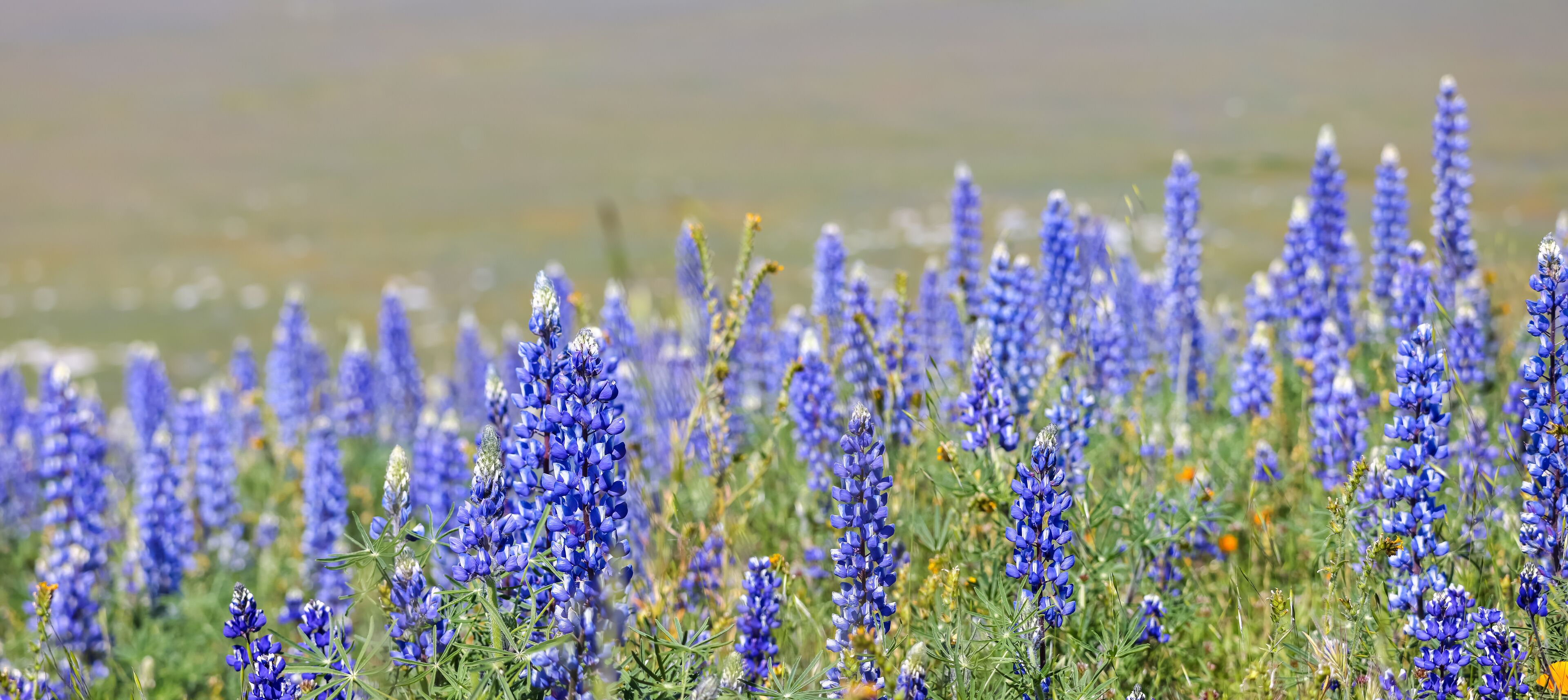 อาร์วิน