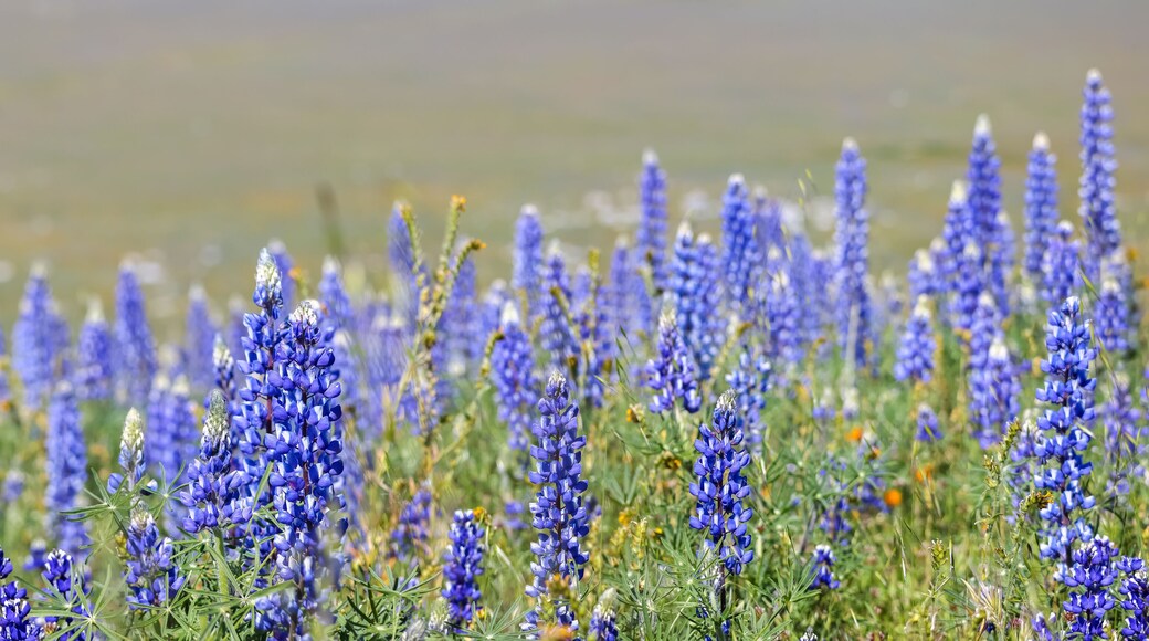 อาร์วิน