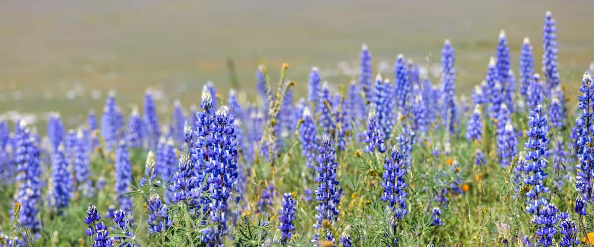 Un campo fiorito di lupini blu alti.