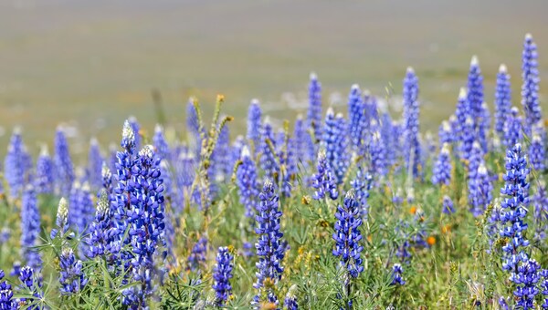 Blue Lupine wildflower meadow at Arvin, California panoramic view
