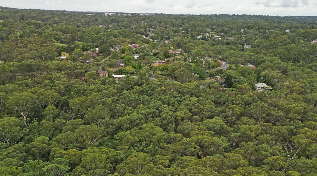 Australian Bush in Pymble, Sydney