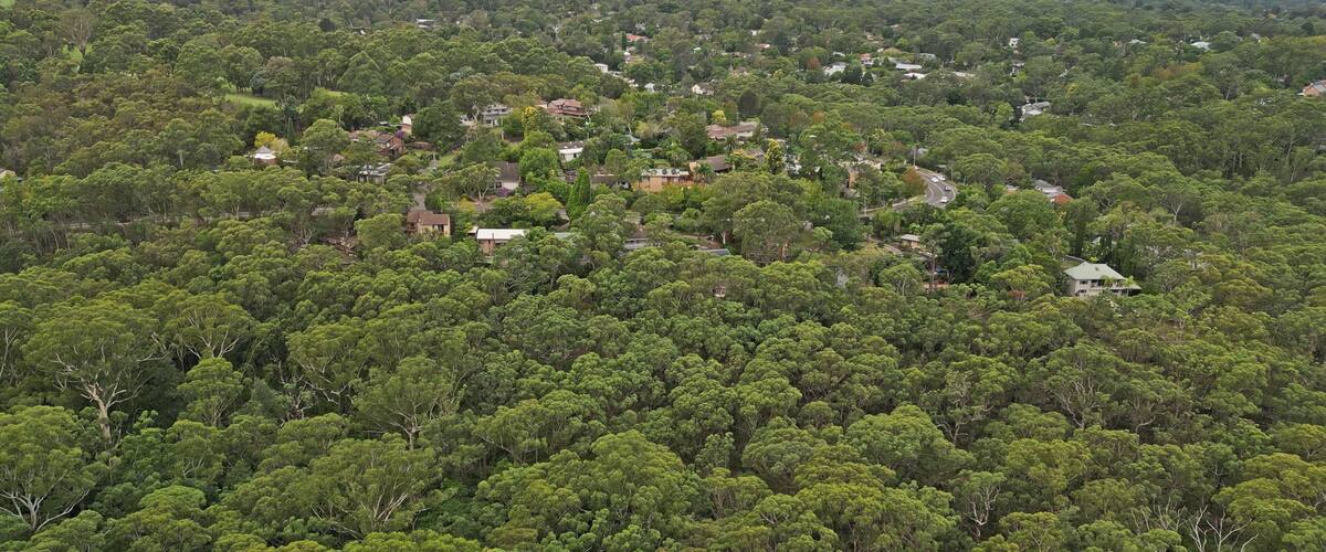 Australian Bush in Pymble, Sydney