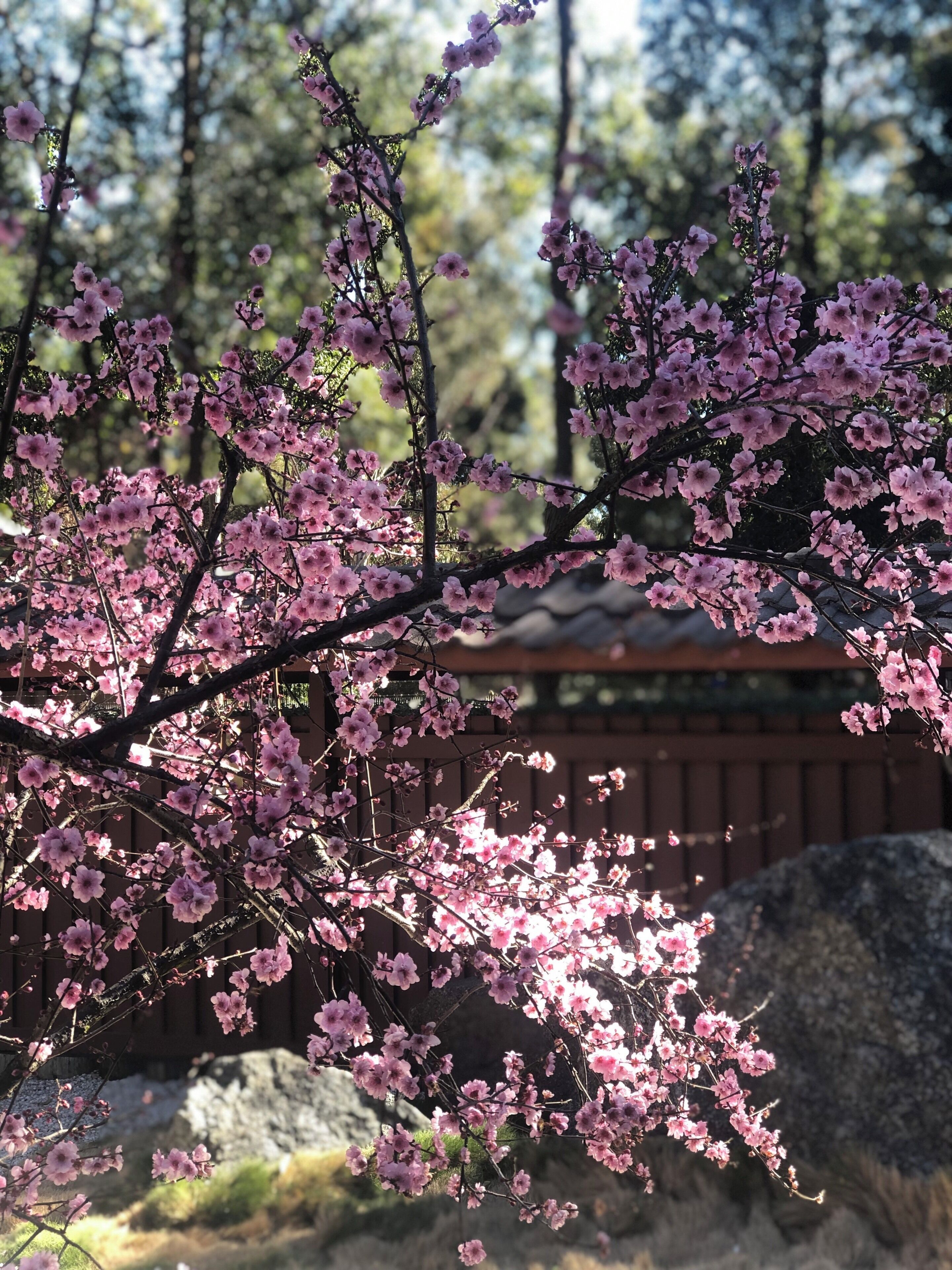 Japanese Cherry Blossom 🌸 Festival