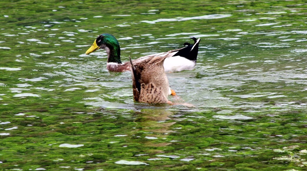 Beautiful #Jingxi Equan Spring of Guangxi,China.
https://twitter.com/Beautifulgx