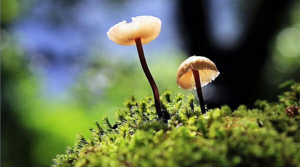 After the rain, there's a fairy tale world live in the sinkholes of #Leye —— the "small umbrellas" hidden in the forest^^.