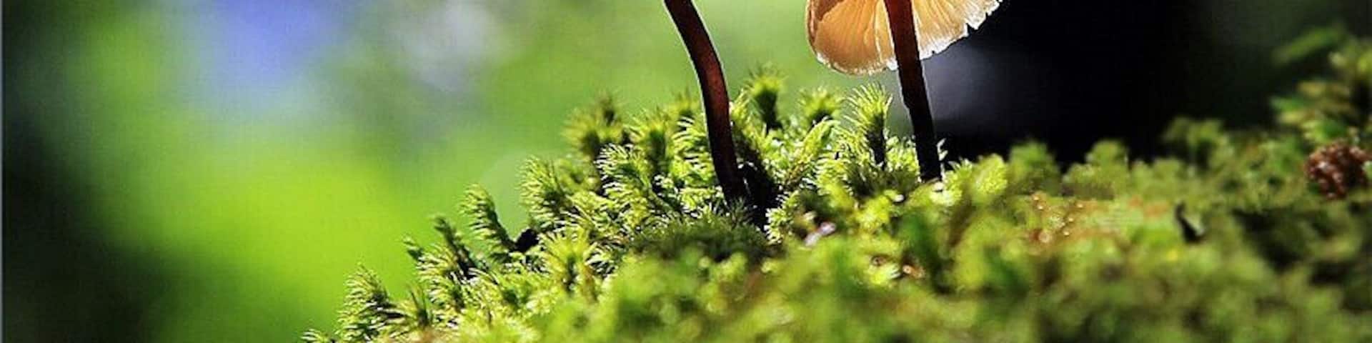 After the rain, there's a fairy tale world live in the sinkholes of #Leye —— the "small umbrellas" hidden in the forest^^.