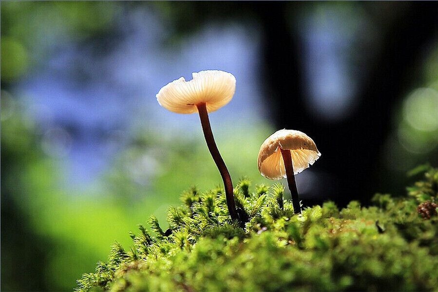 After the rain, there's a fairy tale world live in the sinkholes of #Leye —— the "small umbrellas" hidden in the forest^^.