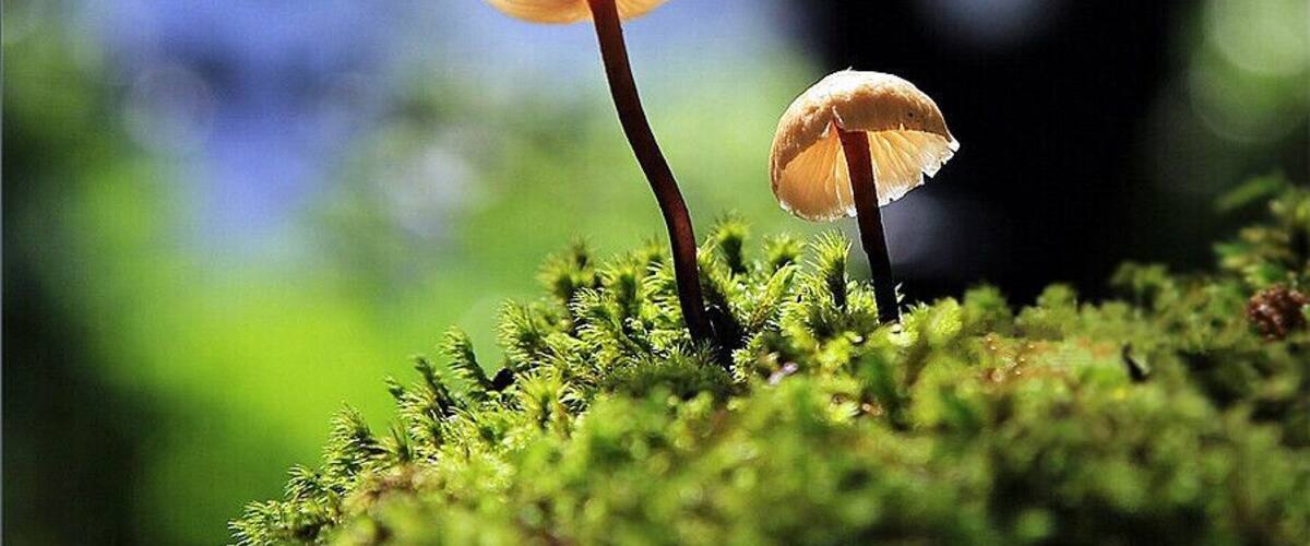 Two mushrooms on a mossy surface with a blurred natural background.