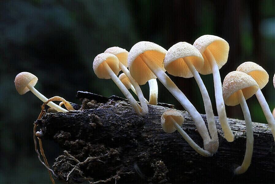 After the rain, there's a fairy tale world live in the sinkholes of #Leye —— the "small umbrellas" hidden in the forest^^.
https://twitter.com/Beautifulgx  
